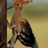 Dudek chocholaty - Upupa epops - Common Hoopoe o0505